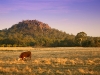 Dawn (the cow) at Hanging Rock.