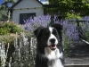 Scout loves SkyHouse. Scout's owners love the fenced yard and verandah.