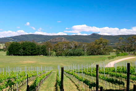 Image: Nearby vineyards, looking back to Mount Macedon